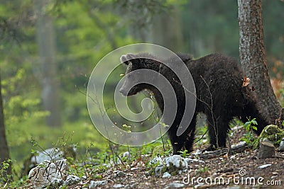 Slovenian bear Stock Photo