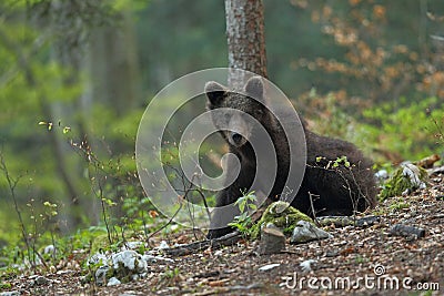 Slovenian bear Stock Photo