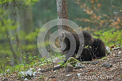 Slovenian bear Stock Photo