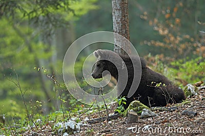 Slovenian bear Stock Photo