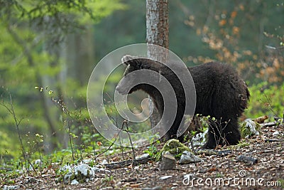 Slovenian bear Stock Photo