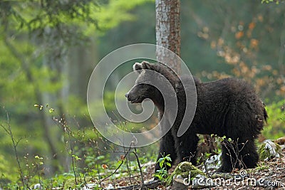 Slovenian bear Stock Photo