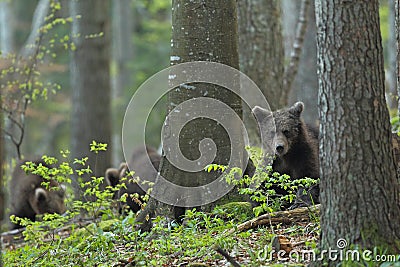 Slovenian bear Stock Photo