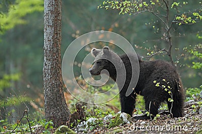 Slovenian bear Stock Photo