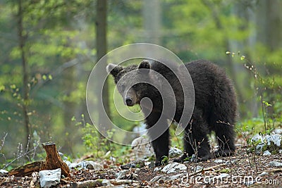 Slovenian bear Stock Photo