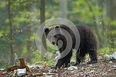 Slovenian bear Stock Photo