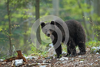 Slovenian bear Stock Photo