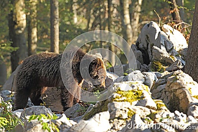 Slovenian bear Stock Photo