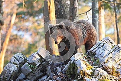 Slovenian bear Stock Photo