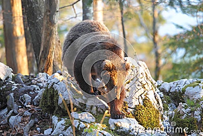 Slovenian bear Stock Photo