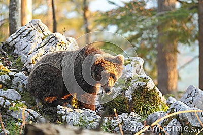 Slovenian bear Stock Photo