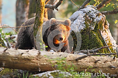 Slovenian bear Stock Photo