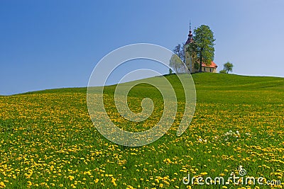 Slovenian countryside in spring with charming little church on a hill and blooming dandelions and daffodils wildflowers. Sunny Stock Photo