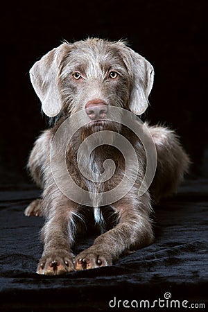 Slovenian wirehair dog on black background Stock Photo