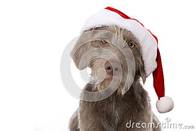 Slovenian wirehair dog isolated Stock Photo