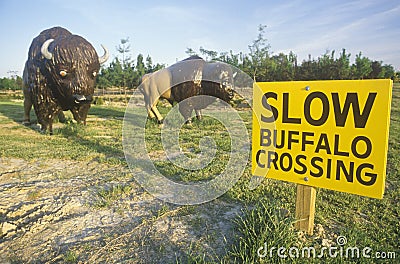 Slow Buffalo Crossing sign Editorial Stock Photo