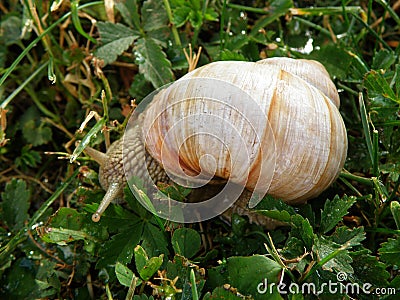 Slow Life! A Snail Relaxing on Green leaves and Grasses of Uppsala Castle`s Garden Stock Photo