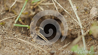 grounded black ant hill grounded black ant hill