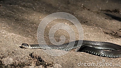 Black Snake Firecracker Also Known As Snake Tablet Stock Footage - Video of celebrate, crackers: 190297592 Black Snake Firecracker Also Known As Snake Tablet Stock Footage - Video of celebrate, crackers: 190297592