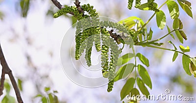 Slow motion video of spring blossoms tree walnuts with young green leaves on blue sky backgrounds. stock footage Slow motion video of spring blossoms tree walnuts with young green leaves on blue sky backgrounds. stock footage