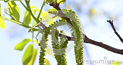 Slow motion video of spring blossoms tree walnuts with young green leaves on blue sky backgrounds. stock footage Slow motion video of spring blossoms tree walnuts with young green leaves on blue sky backgrounds. stock footage