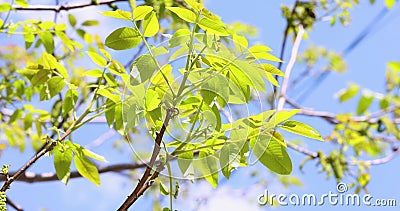 Slow motion video of spring blossoms tree walnuts with young green leaves on blue sky backgrounds. stock footage Slow motion video of spring blossoms tree walnuts with young green leaves on blue sky backgrounds. stock footage