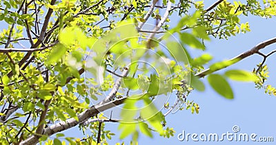 Slow motion video of spring blossoms tree walnuts with young green leaves on blue sky backgrounds. stock footage Slow motion video of spring blossoms tree walnuts with young green leaves on blue sky backgrounds. stock footage
