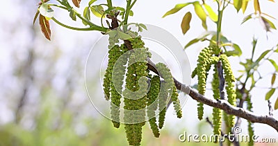 Slow motion video of spring blossoms tree walnuts with young green leaves on blue sky backgrounds. stock video footage Slow motion video of spring blossoms tree walnuts with young green leaves on blue sky backgrounds. stock video footage