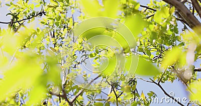 Slow motion video of spring blossoms tree walnuts with young green leaves on blue sky backgrounds. stock footage Slow motion video of spring blossoms tree walnuts with young green leaves on blue sky backgrounds. stock footage