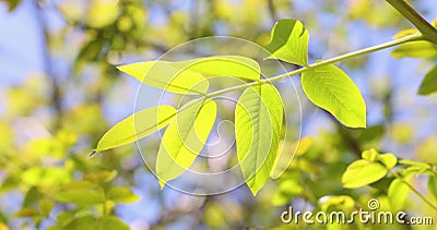 Slow motion video of spring blossoms tree walnuts with young green leaves on blue sky backgrounds. stock footage Slow motion video of spring blossoms tree walnuts with young green leaves on blue sky backgrounds. stock footage