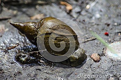 Slow river snail creeps along the river bank Stock Photo
