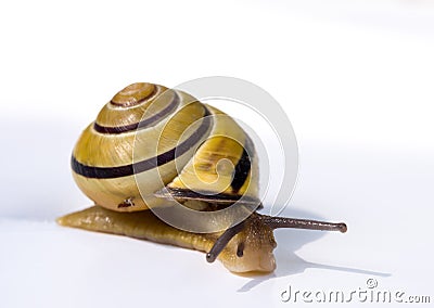 Slow snail Stock Photo