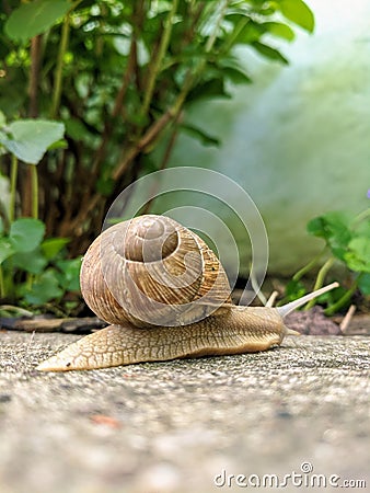 Slow snail heading to the grass via pavement leaving saliva behind Stock Photo