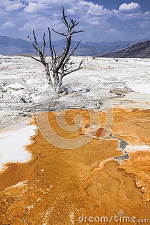 Mammouth Hot Springs of Yellowstone Stock Photo