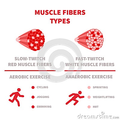 Slow twitch and fast twitch muscle fiber types illustration Vector Illustration