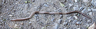 slow worm on a dirt road Stock Photo