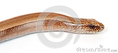 Slow worm or legless lizard head Stock Photo