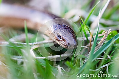 Slow worm, slowworm, Anguis fragilis, macro focus on head in grass Stock Photo