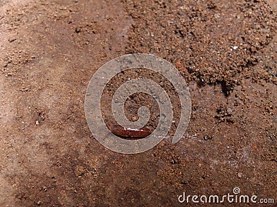 Close-up of baby slug crawling on the ground. Stock Photo