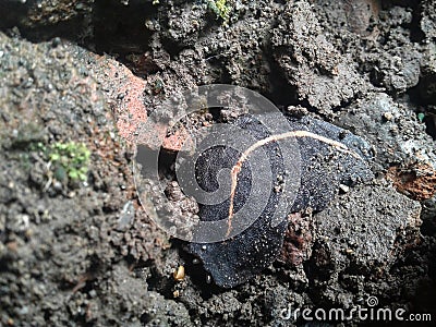 a slug comes out of hiding at night to look for food. Stock Photo