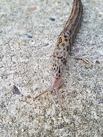 Slug Sliding across my sidewalk Stock Photo