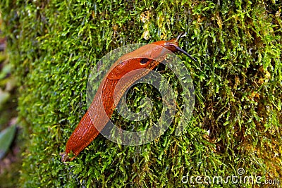 Slug in the forest Stock Photo