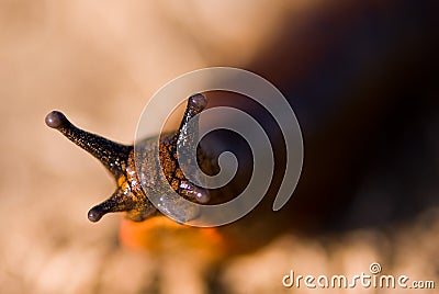 Slug look Stock Photo