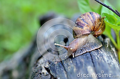 Slug or snail crawling slowly in the garden Stock Photo