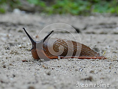 Slug traveling over sandy forrestpath Stock Photo