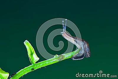 Slug on the twigs macro photography Stock Photo