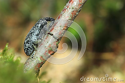 Sluggish weevil Stock Photo