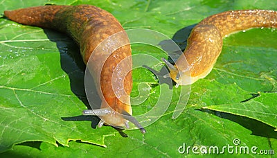 Slugs on green leaves, closeup Stock Photo
