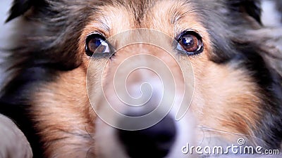 Sluit omhoog portret van een leuke herdershond die van Shetland op grond liggen en met glanzende ogen kijken stock footage Sluit omhoog portret van een leuke herdershond die van Shetland op grond liggen en met glanzende ogen kijken stock footage