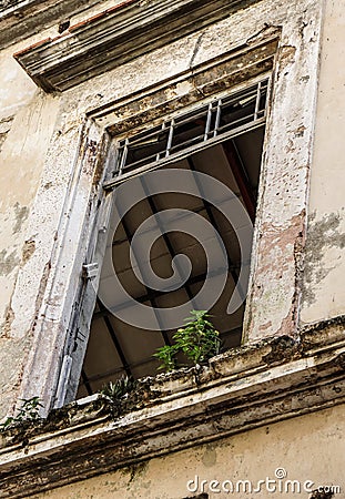 Slum facade with window and green plant growing Stock Photo